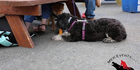 Doggie Social and Basic Training