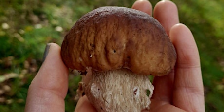 Hauptbild für Mushroom foraging at Duxbury Woods, Chorley