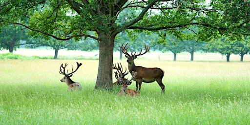 Image principale de Richmond  London Fun Puzzle Treasure Hunt! :)