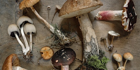 Imagen principal de Workshop : Let's Homegrown Mushrooms together