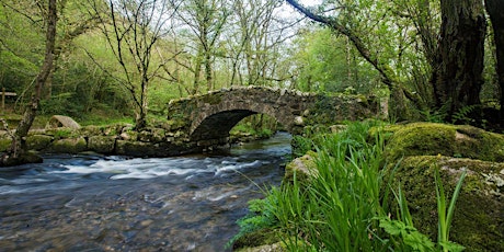 Imagem principal de Walking With Cameras around Bovey Valley Woods