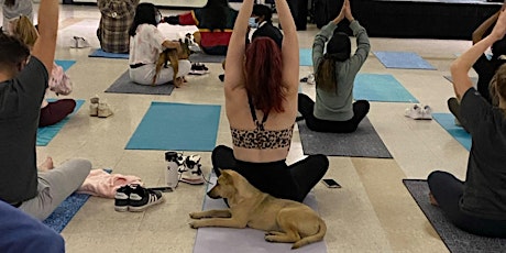DNYP  U - Downward Dogs at University of MD! primary image