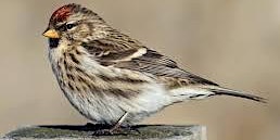 Primaire afbeelding van Pointe Mouillee Birding Walk