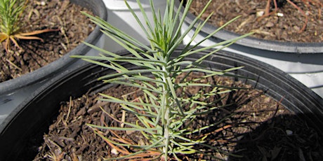 Tree Planting at Saltese Flats primary image