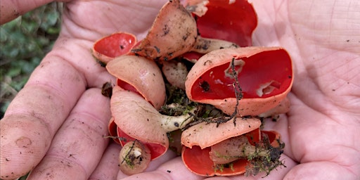 FORAGE & COOK (Full Day) near Keswick primary image