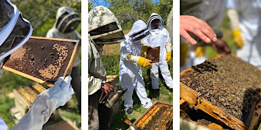 Hauptbild für Beekeeping Workshop - 1 Day Experience