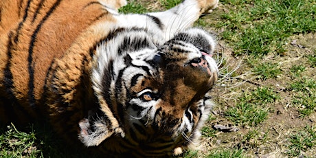 June 2019 Big Cats Open House (Free Event), 6/15, 3pm to 5pm primary image