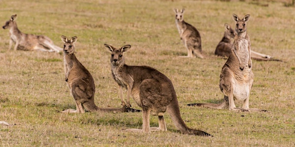 The secret life of Macropods