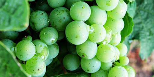 The Gift Of Character: Understanding Wine Grapes @ Barlette primary image