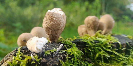 Imagen principal de Mushroom foraging around Entwistle, Bolton