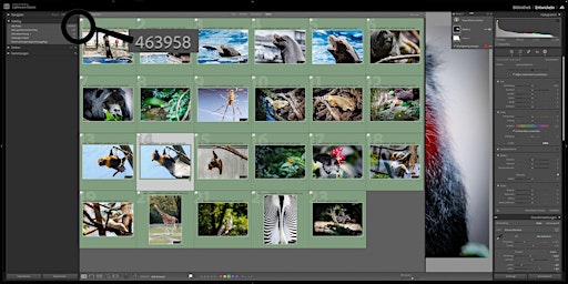 Primaire afbeelding van Lightroom 2 - Der optimale Fotoworkflow