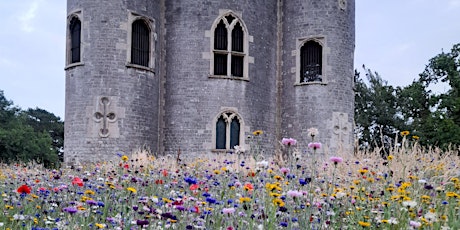 Summer Plant, tree and wildlife identification walk at Blaise Castle