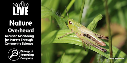Hauptbild für Nature Overheard: Acoustic Monitoring for Insects Through Community Science
