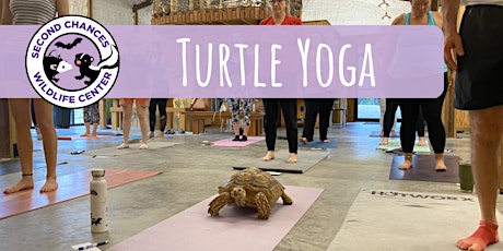 Imagem principal do evento Turtle Yoga
