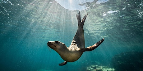 Imagem principal de Virtual Event: Dive Into The Marine Mammal Center