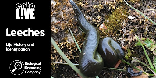 Leeches: Life History and Identification primary image