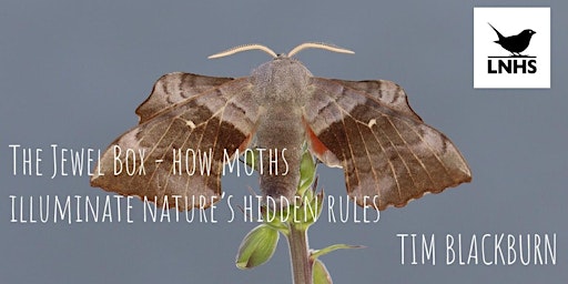 Imagem principal de The Jewel Box  How Moths Illuminate Nature's Hidden Rules by Tim Blackburn