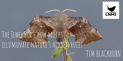 The Jewel Box  How Moths Illuminate Nature's Hidden Rules by Tim Blackburn primary image