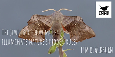 The Jewel Box  How Moths Illuminate Nature's Hidden Rules by Tim Blackburn primary image