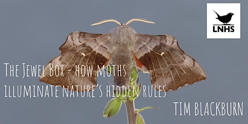 Primaire afbeelding van The Jewel Box  How Moths Illuminate Nature's Hidden Rules by Tim Blackburn