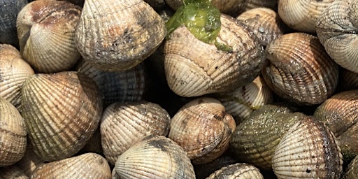 COASTAL FORAGE & COOK (Full Day) in Conwy primary image