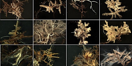 Primaire afbeelding van Ancient Associations: Mycorrhizas in changing forests