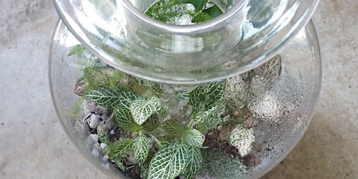 Hauptbild für Terrarium workshop - build your own garden in a bottle