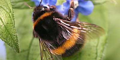 Hauptbild für Bumblebees for Beginners