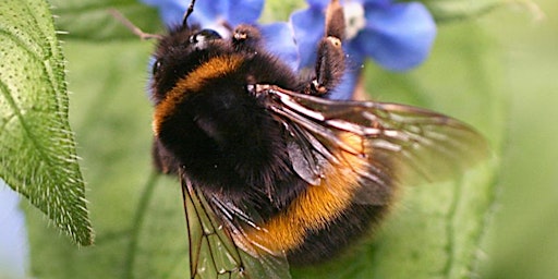 Bumblebees for Beginners primary image