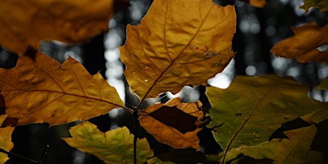 Licht in de herfst bosbad  primärbild