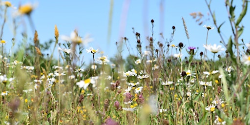 Meadow Creation & Management (P6P 2806) primary image