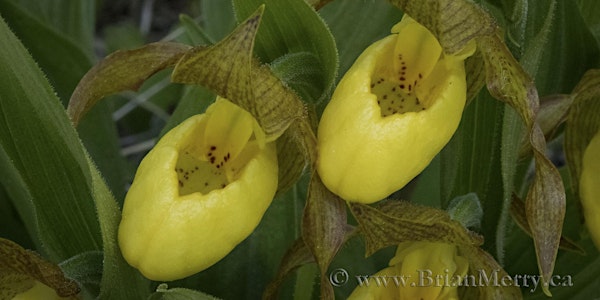 Wildflower Macro Photography Workshop June 9th 2019
