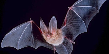 Bat Night primary image