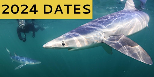 Primaire afbeelding van 2024 DATES SWIM WITH BLUE SHARK(DEPOSIT ONLY)