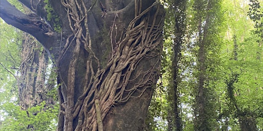 Image principale de Tintern Abbey Wellness Walk