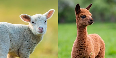 Image principale de Practical Lambing & Alpaca Birthing Course