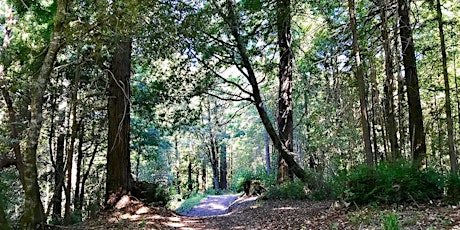 North Ridge Trail Hike at Purisima Creek Redwoods primary image