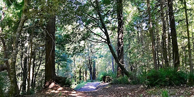 Image principale de North Ridge Trail Hike at Purisima Creek Redwoods