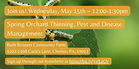 Spring Orchard Thinning, Pest and Disease Management