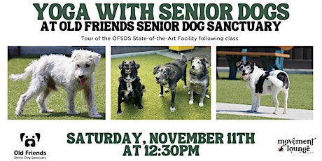 Image principale de Yoga with Senior Dogs at Old Friends Sanctuary