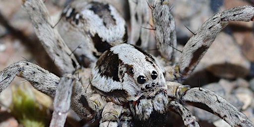 Spiders of Surrey primary image