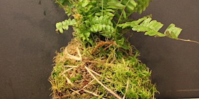 Kokedama workshop - the art of mossballs primary image