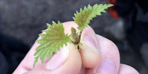 SPECIAL: Stinging Nettles in Lymm primary image