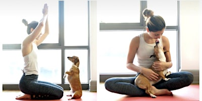 Yoga (Donation based) (Dog Friendly) Downtown St Petersburg primary image