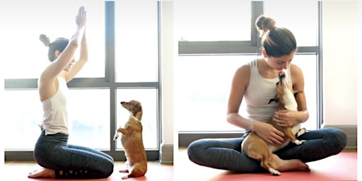 Primaire afbeelding van Yoga (Donation based) (Dog Friendly) Downtown St Petersburg