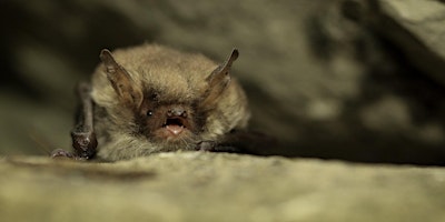Imagem principal do evento Bat Ecology & Survey Techniques