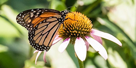 10th Annual Butterfly Day at DeKorte Park primary image