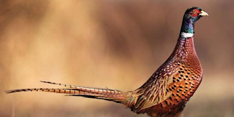 CMAA - Pheasant Hunt Scholarship Fundraiser primary image