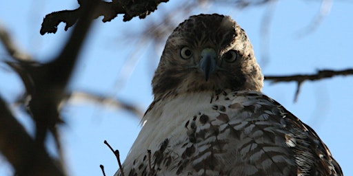 Primaire afbeelding van Elmwood Cemetery Bird and History Walk