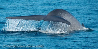 2019 ACS/LA Summertime Whale Watching Adventure